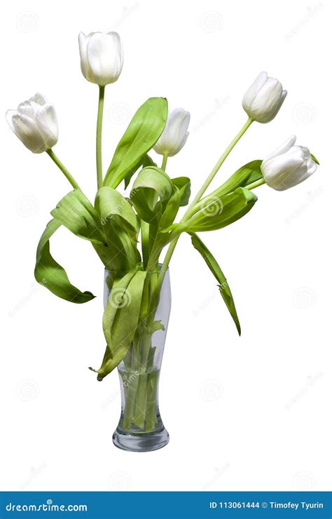 White Tulips In Rustic Vase Isolated On White Nature Objects Stock