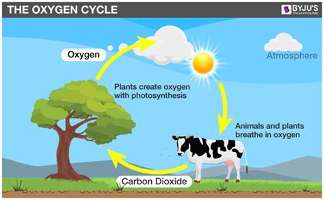 Pengertian Siklus Oksigen Tahapan Peranan