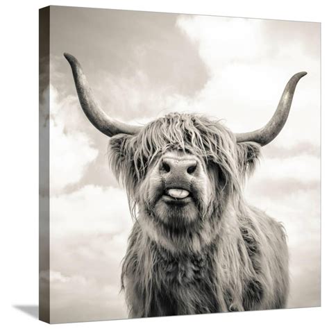 Close Up Portrait Of Scottish Highland Cattle On A Farm Animals