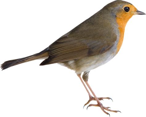 American Robin Png Picture