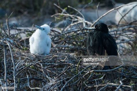 Frigate Bird Chicks Photos And Premium High Res Pictures Getty Images