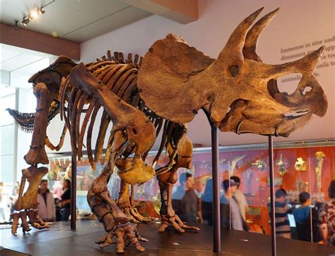 .rugosus', un pequeño dinosaurio cornudo cuyos fósiles se han encontrado en la actual china, caminaba sobre dos patas a diferencia del 'triceratops', uno de sus parientes cercanos. L'Encyclopédie d'ARK : Le Tricératops - Encyclopédie - ARK ...
