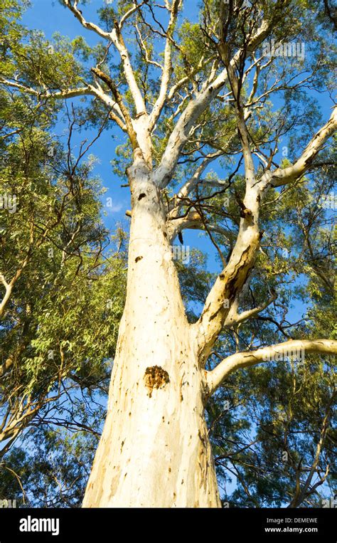 Eucalyptus Tree New South Wales Australia Stock Photo