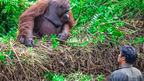 Wild Orangutan Reaches Out A Helping Hand To Man Stuck In Mud Youtube