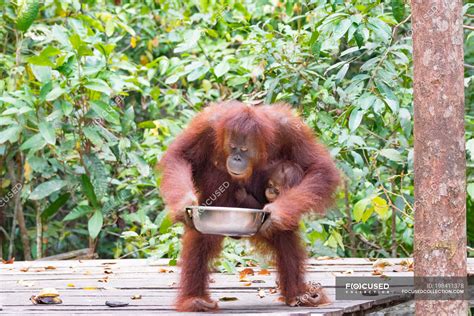 Orangutan Cub Pongo Pygmaeus With Metal Bowl On Wooden Construction