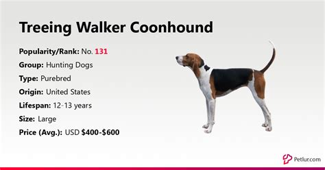 Treeing Walker Coonhound Dog Breed Info Size Price Height Petlur