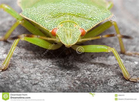 Green Shield Bug Macro Stock Image Image Of Focus Stone 4980419