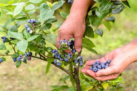 Picking Blueberries Top Harvesting Tips