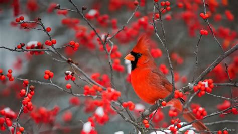 栖息在北美冬青上的北美红雀，美国伊利诺伊州 © Richard And Susan Daydanita Delimont Bimgtop