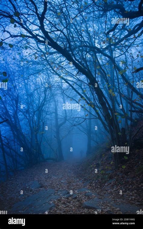 Beautiful Mystical Forest In Blue Fog In Autumnscenery With Path In