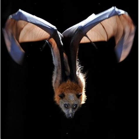 Authentic Fauxhemian Fruit Bat In Flight Fruit Bat Bat Flying Fox Bat