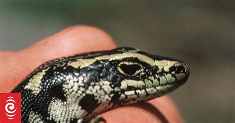 Critter Of The Week The Otago Skink Rnz