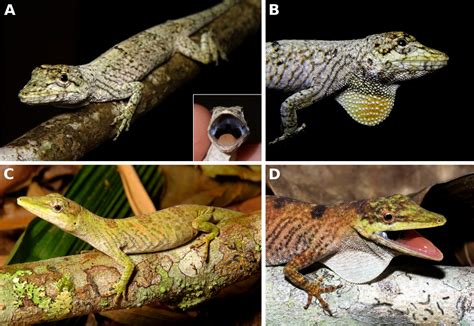 Legendary Brazilian Anoles Rediscovered Anole Annals