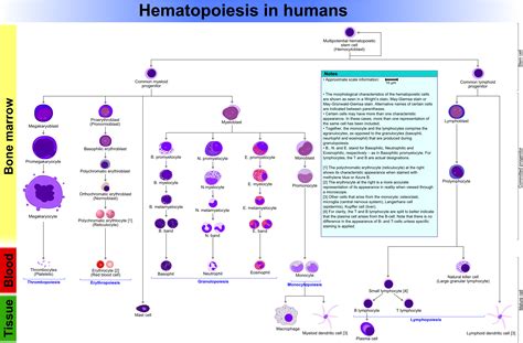 Tissue Hematopoiesis