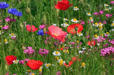 They need our help #bringbackthebees. LiveMoor Wild Flower Meadow Seeds - Help Save the UK Bee ...