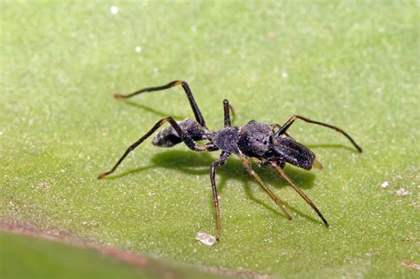 20 Extraordinary Facts About Ant Mimic Spider