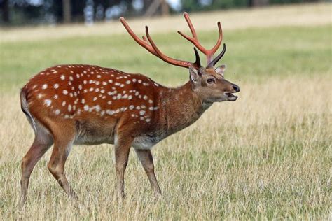 20 Types Of Deer In The World The Description Natgeos