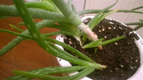 Aloe Plant Drooping At Main Stem Grow Cactus Leaves