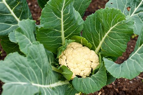 Growing Organic Cauliflower Bacriacom