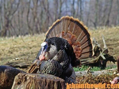 You Can Learn To Hunt Turkeys With No Experience And Not Knowing Any
