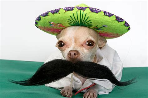 Chihuahua Perro Usando Sombrero De Sombrero Mexicana Banco De Fotos E