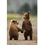 August Alaska Bear Tour Openings  Photo Blog Niebrugge Images