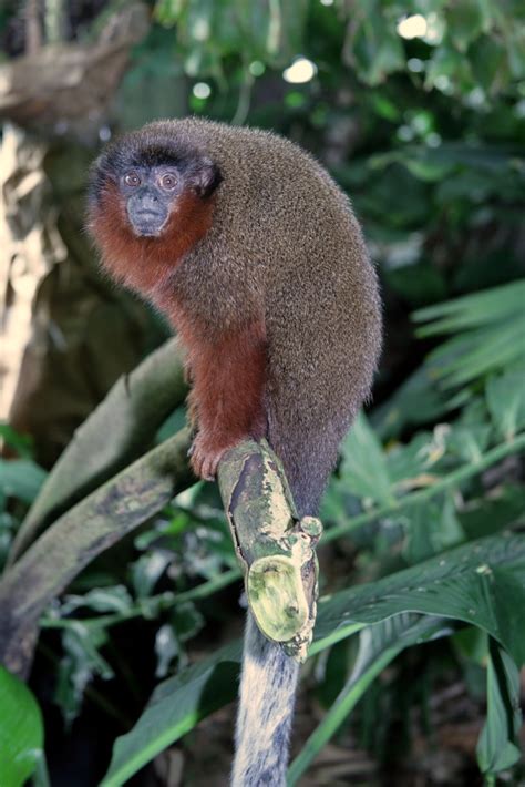Brown Titi Monkey Wikipedia