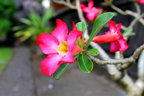 Bunga Merah Muda Indonesia Free Photo On Pixabay Pixabay