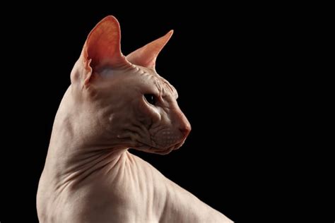 Sphynx Cats — 5 Things To Know About Living With Hairless Cats Catster