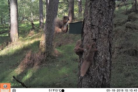 A Camera Trap Image Showing Three Squirrels Visiting A Feeder People