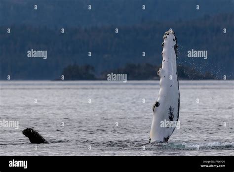 Humpback Whale Waving With Its Pectoral Fin Near The Broughton