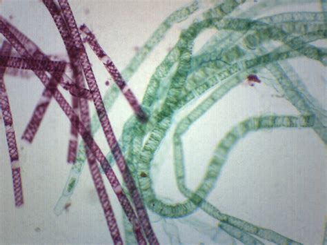Vegetative Spirogyra Prepared Microscope Slide 75x25mm — Hbarsci