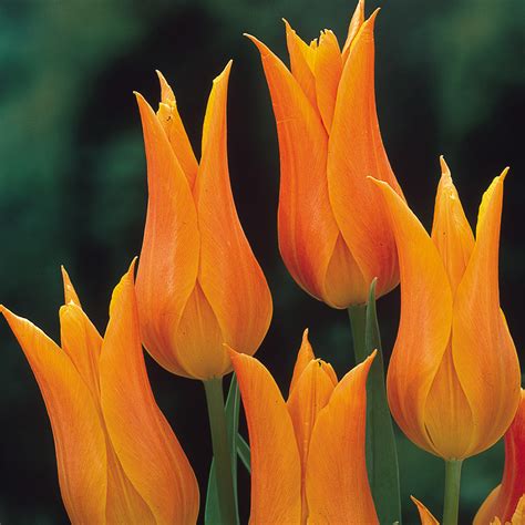 Collection Of Orange Tulips Mirror Garden Offers