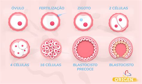 Embrião e reprodução assistida