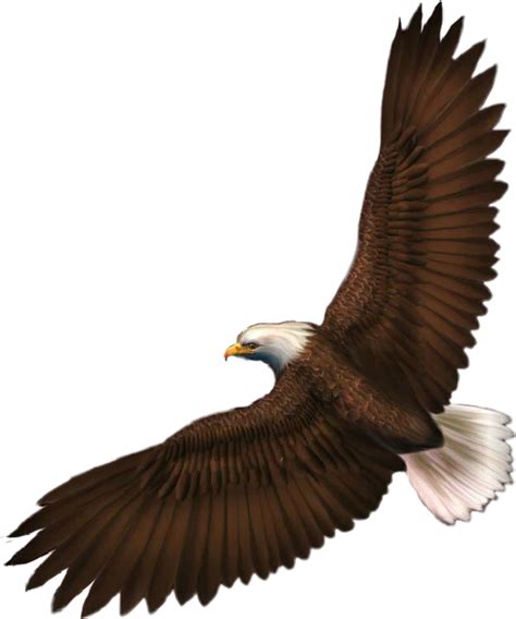 Eagle Sticker Freetoedit Eagle Sticker By Louise Kindred 3