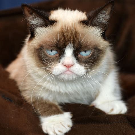 My Grumpy Cat Approach To Socially Responsible Investing