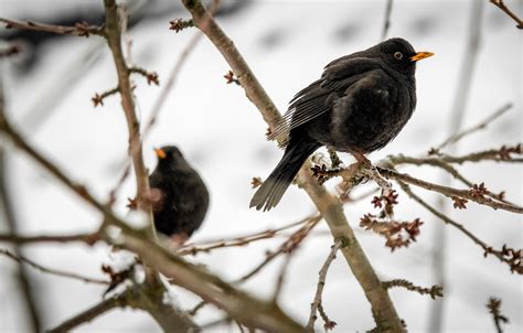 Images Gratuites La Nature Branche Hiver Oiseau Faune Le Bec Du