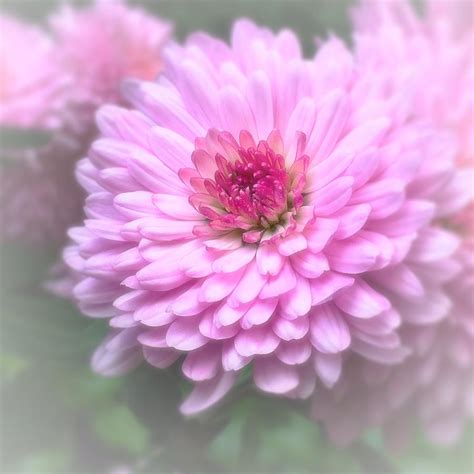 Pink Mums In Bloom Photograph By Lisa Pearlman Fine Art America