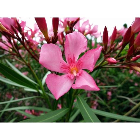 May 24, 2012 · oleander this popular ornamental flowering shrub is commonly found in the southern states and california. De Nerium oleander - Verschillende Kleuren kopen ...