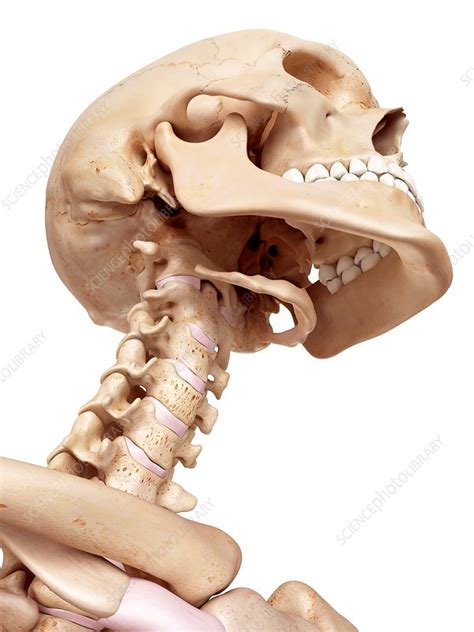 Human Skull And Neck Stock Image F0157907 Science Photo Library