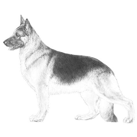 German Shepherd Realistic Dog Coloring Pages Click The German
