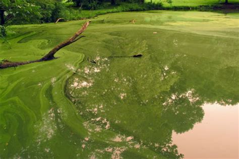 Green Algae Could Hold Clues For Engineering Faster