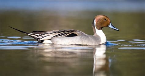 Which Ducks In Michigan Can Be Spotted Species Seasons