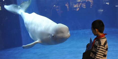 This Beluga Whale Figures Out It Can Scare Kids And Its The Funniest