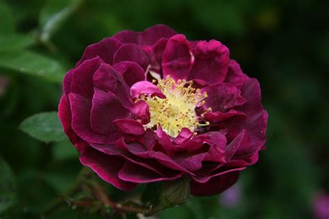 Maybe you would like to learn more about one of these? old roses | Colorful garden, Heirloom roses, Rose