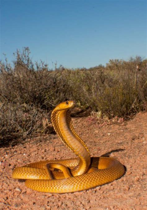 Golden Cobra In A Desert Snake Art Cobra Snake Snake