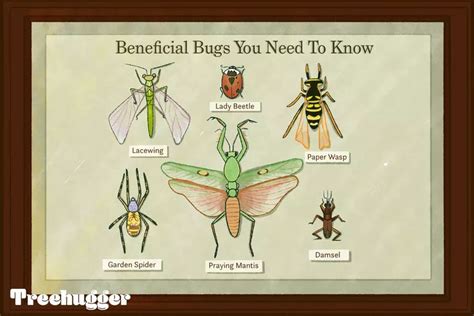 Beneficial Insects Meet The Bugs That Will Help Your Garden