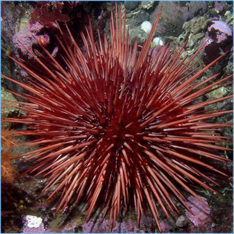Red Sea Urchin Petes Aquariums And Fish