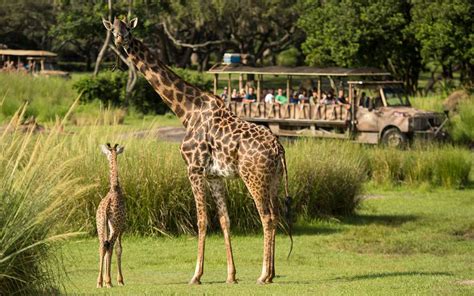 A Giraffe Gave Birth At Disney World In Front Of The Most Surprised