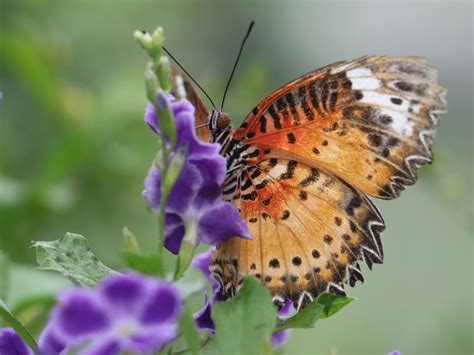 Leopard Lacewing Butterfly Smithsonian Photo Contest Smithsonian